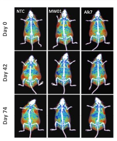 Grid of nine whole-body mouse scans colored by activity, showing three groups (NTC, MW01, Alk7) across three time points (Day 0, Day 42, Day 74).